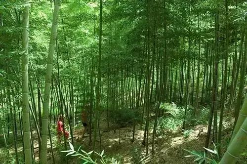 全云南最美的10個(gè)露營(yíng)地推薦之四: 峨山彝人谷