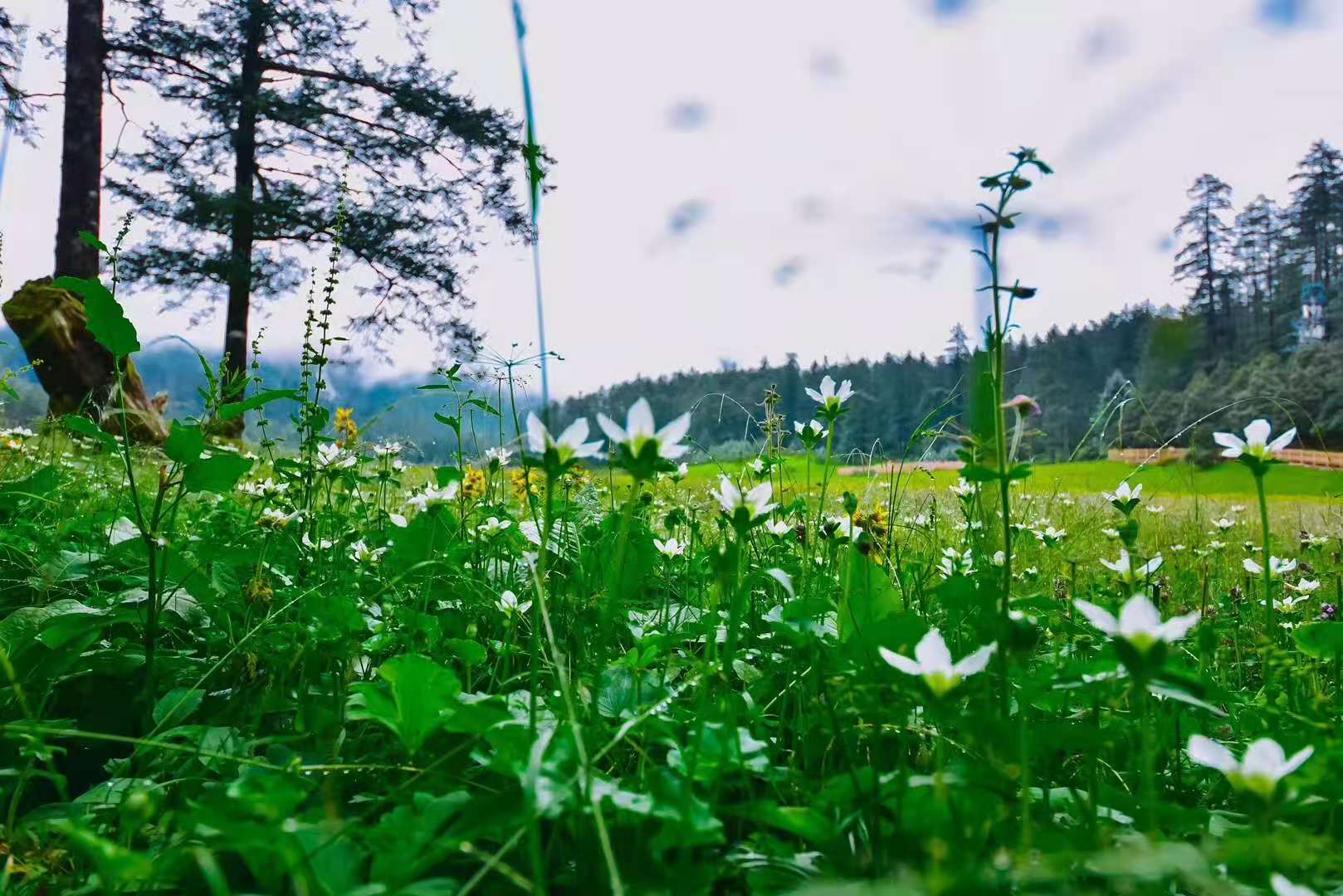 如何做好鄉(xiāng)村旅游市場營銷？