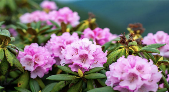 五一去哪嗨？云南精彩活動(dòng)任君挑。