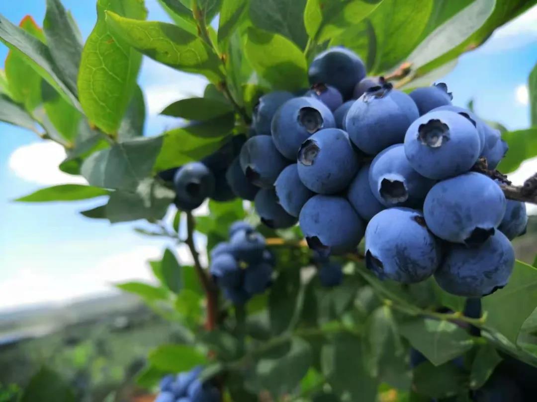 藍(lán)莓不限量吃！云南最大藍(lán)莓莊園開放，酒莊品酒，燒烤露營玩到不想走