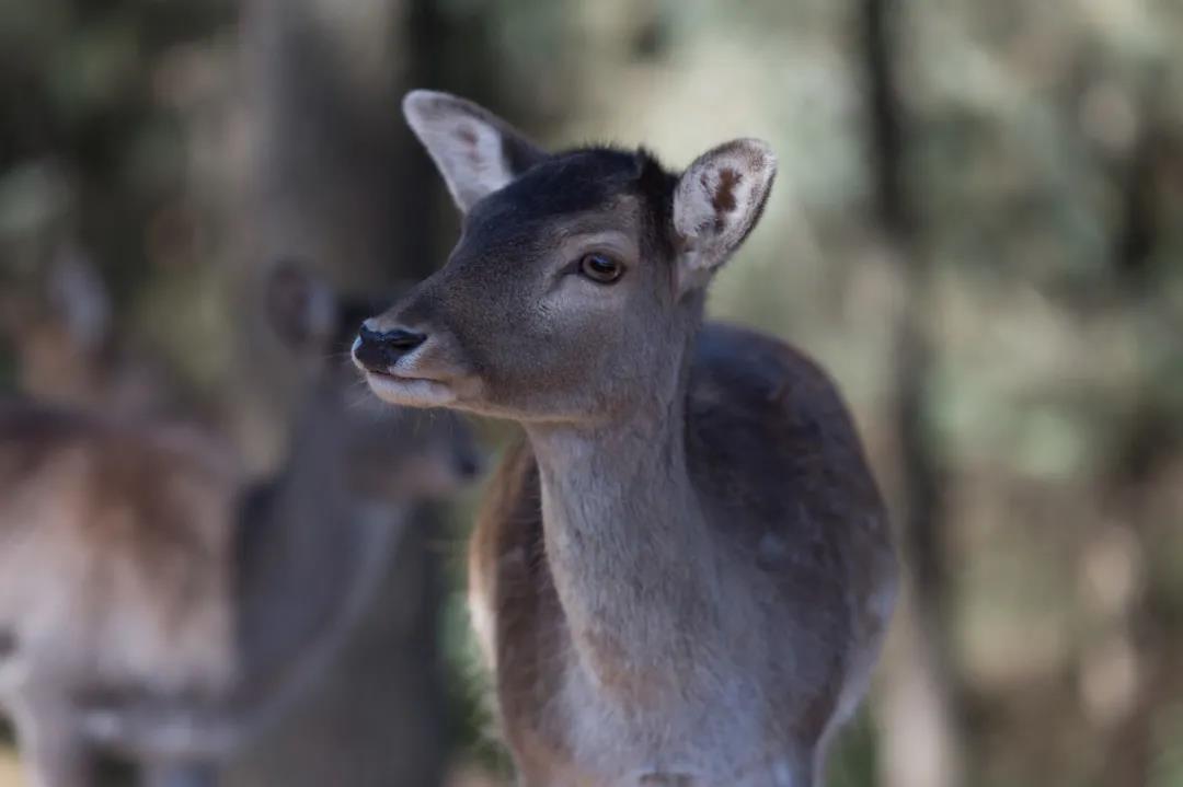云南野生動(dòng)物園