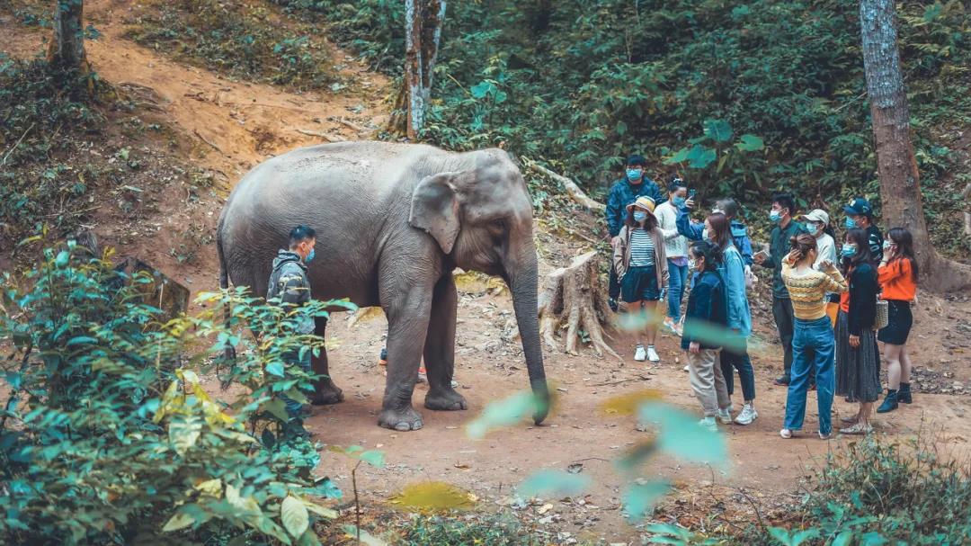 云南“萌象旅行團”行程單曝光，它們居然那么會玩！