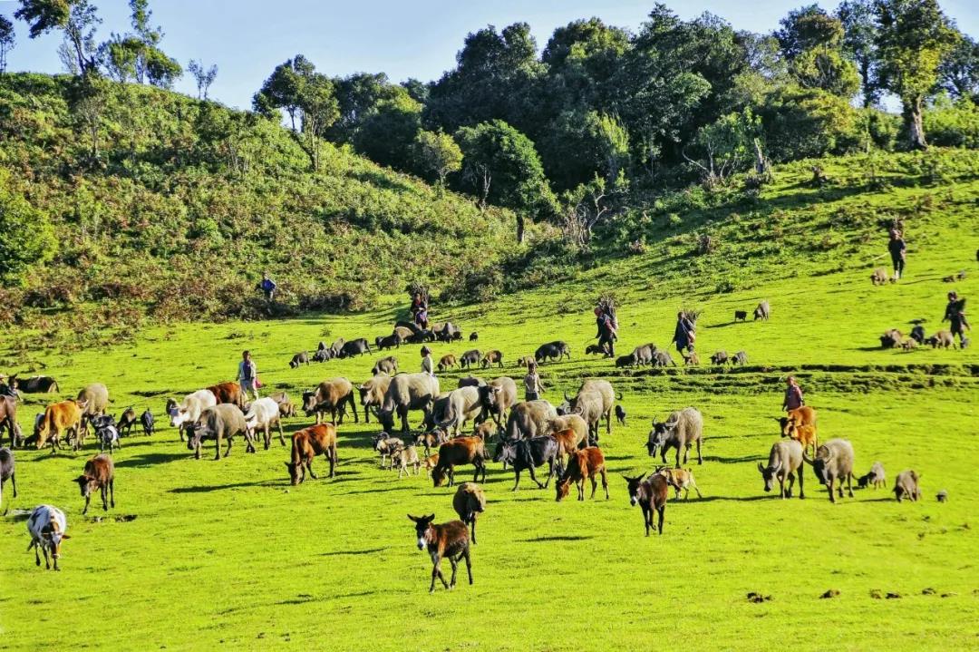 云南居然有能媲美內(nèi)蒙、新疆的草原？