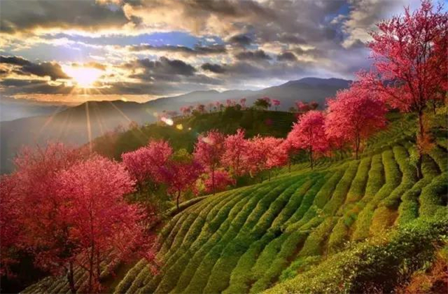 云南旅拍地推薦：云南無量山櫻花谷，春天到達最早的地方