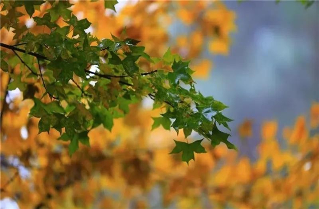 云南旅拍地推薦：云游 | 云南的秋天在哪里，它最先抵達(dá)了這里