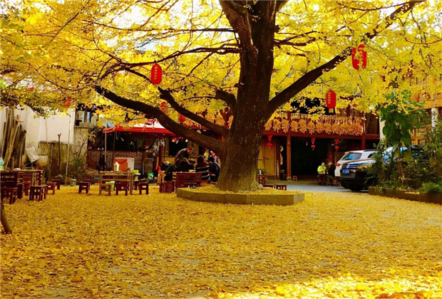 云南傳媒公司：騰沖銀杏村：許你一個金色的童話世界??！