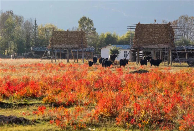 云南傳媒公司：夏天的香格里拉，究竟有多美！！