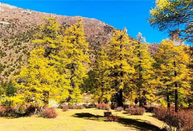云南傳媒公司：秋天里的童話世界，美得讓你屏住呼吸！
