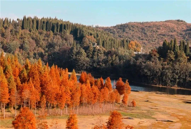 云南傳媒公司：水杉紅了，冬天的昆明美爆了！