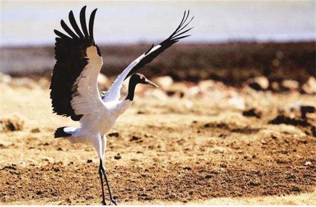 好可愛，快來圍觀在云南過冬的候鳥吧！