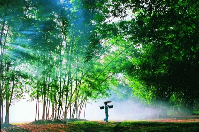 四季常綠，鳥語花香的西雙版納等著你！