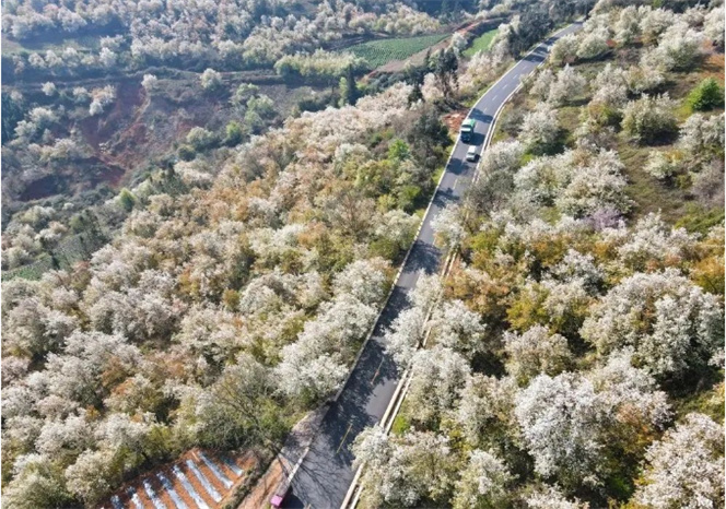 梨花香、梯田美~ 央視帶你“云游”春天里的紅河