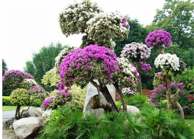 奇異花海綻放在美麗的西雙版納 “五一” 將更加迷人！