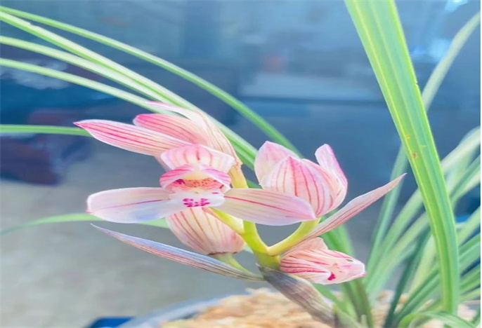 攜一抹蘭香，品味人生，大理蘭花正嬌艷！