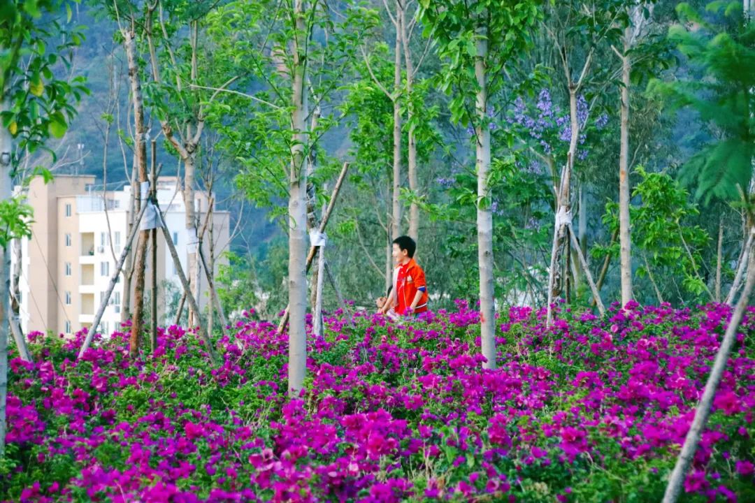 美不美，看看云南巧家城的花與水