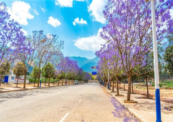 藍(lán)花楹開(kāi)、桑葚成熟季，夏日永勝好去處。