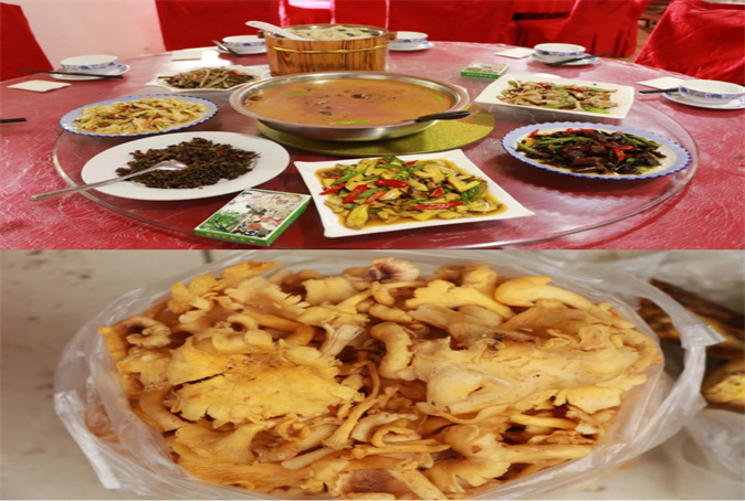 又到采摘菌子的季節(jié)了，云南好吃的菌子等著你！