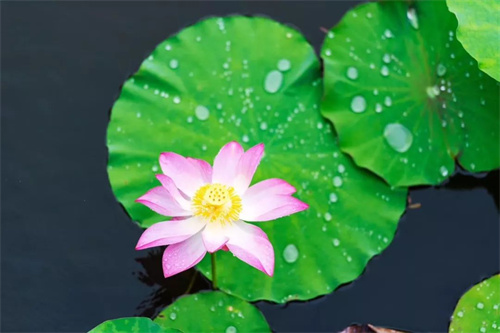 2022普者黑夏令營：山水田園，萬畝荷花游學(xué)，探訪彝族古村，感知民族文化！ 