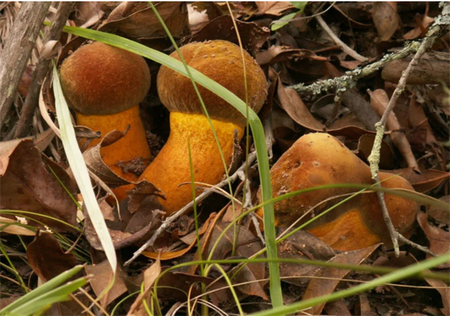 吃菌那些事 | 請(qǐng)轉(zhuǎn)給你的每一個(gè)朋友！