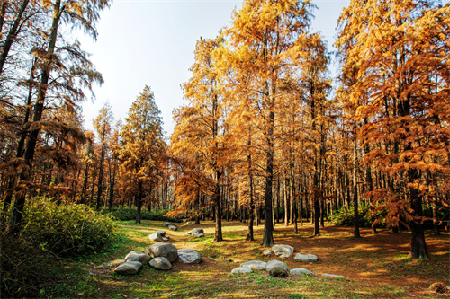 云食 | 酸甜咸辣，西雙版納多種“糯食”美味等你來嘗！
