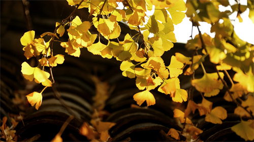 云南省10條非遺主題旅游線路推薦之線路一:滇西·絲路云裳之旅