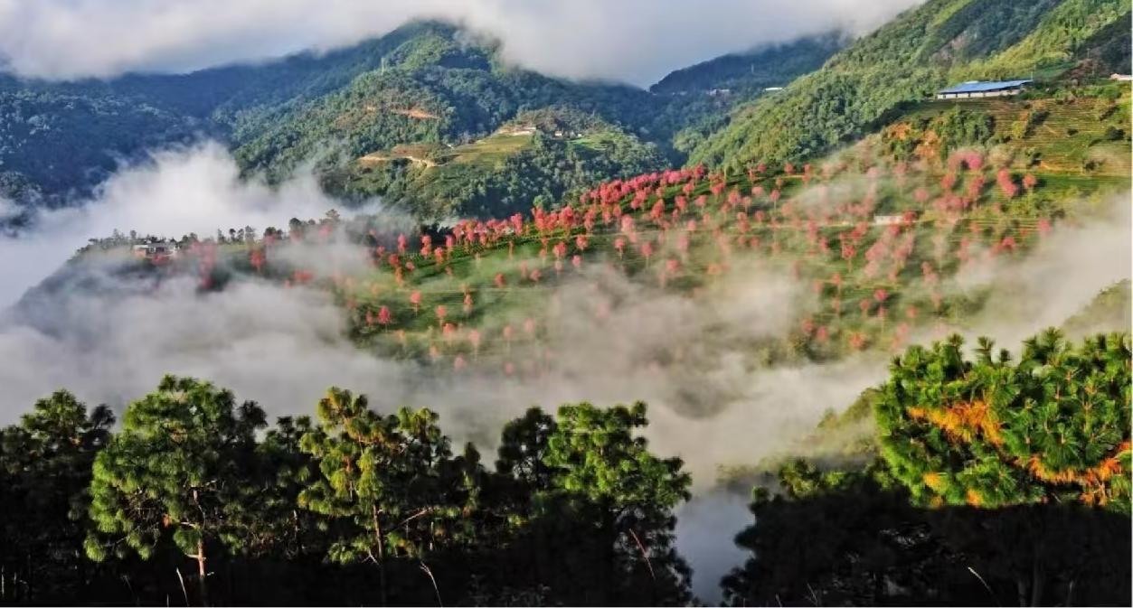 探索自然之美，盡在萬物競萌植物園