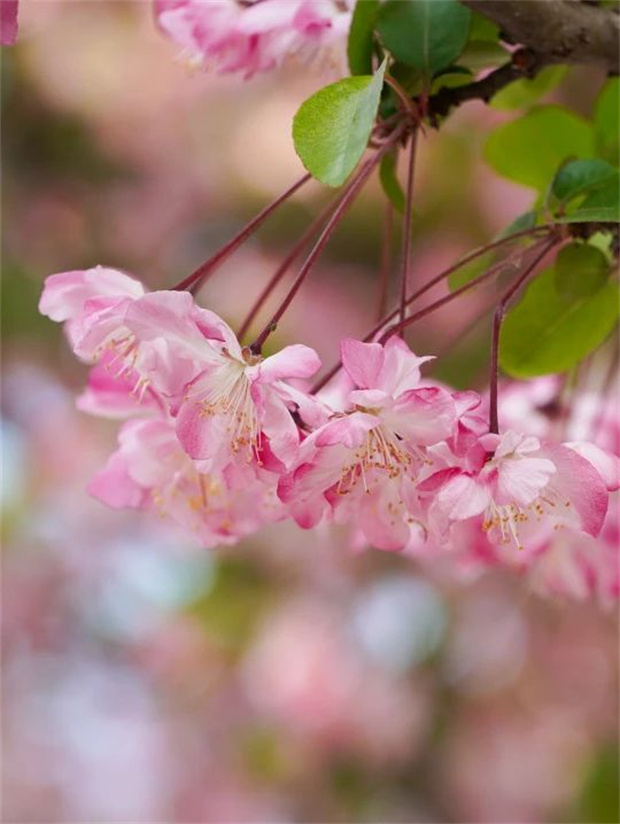 云南旅游,云南旅行社,云南團(tuán)建公司,云南會議公司,云南策劃公司,麗江旅游,麗江旅行社,麗江團(tuán)建公司,麗江策劃公司,麗江會議公司：榮華東路，春日夢幻花路實(shí)錘！