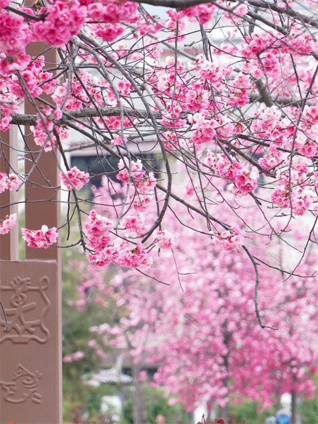 云南旅游,云南旅行社,云南團(tuán)建公司,云南策劃公司,云南會議公司,麗江旅游,麗江旅行社,麗江團(tuán)建公司,麗江策劃公司,麗江會議會展：麗江浪漫櫻花季，快抓緊去拍