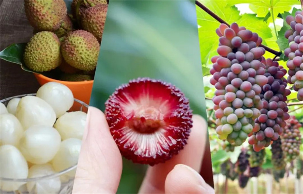 云南旅游,云南旅行社,云南團(tuán)建公司,云南策劃公司,云南會(huì)議會(huì)展,云南活動(dòng)執(zhí)行,云南地接,紅河旅游,紅河旅行社,紅河團(tuán)建公司,紅河策劃公司,紅河會(huì)議會(huì)展,紅河策劃執(zhí)行：嘗盡夏日甜蜜，就在紅河！