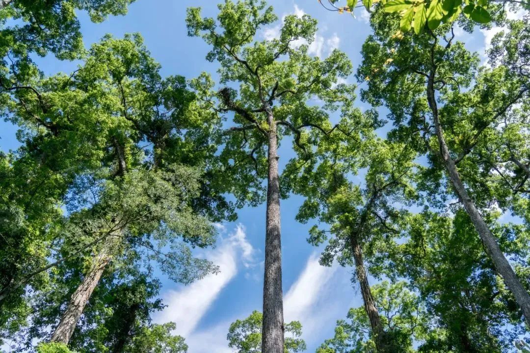 云南旅游,云南團建公司,云南策劃公司,云南會議會展,云南策劃執(zhí)行,西雙版納團建公司,西雙版納策劃公司：冬天去版納怎么玩？3 條路線幫你安排明白