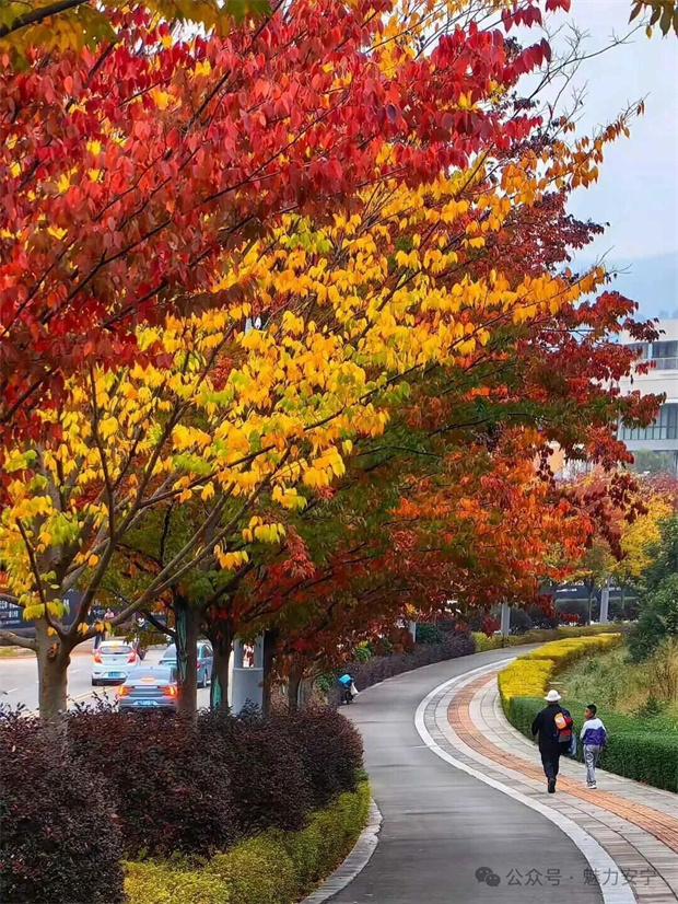 云南旅游,云南旅行社,云南團建公司,云南策劃公司,云南會議會展,云南策劃執(zhí)行,昆明旅游,昆明旅行社,昆明團建公司,昆明策劃公司,昆明會議會展：滿樹深紅出淺黃，秋葉更勝二月花！去安寧邂逅秋天柔軟的輪廓